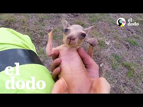 Motociclista rescata canguro bebé | El Dodo
