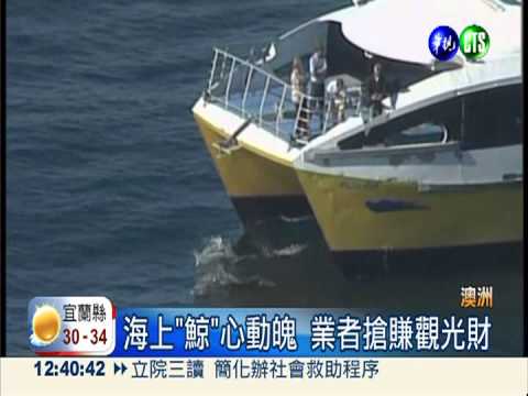 澳洲"鯨"奇之旅 乘風破浪超刺激