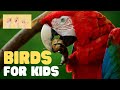 ASL Birds For Kids