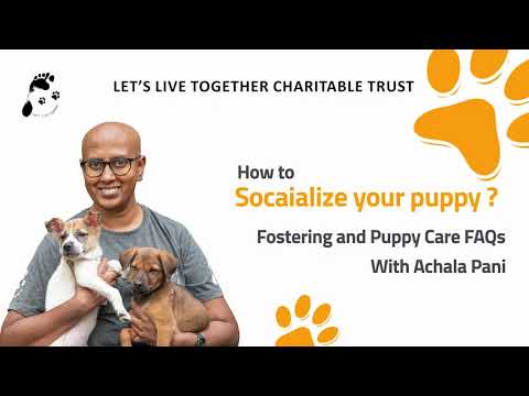 How to socialize your puppy  | Puppy Care FAQs with Achala Pani | Let’s Live Together