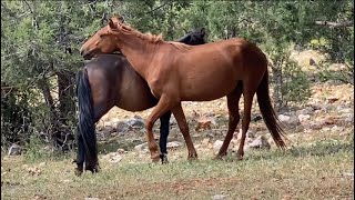 Muhteşem Yabani Yılkı Atları Toroslar Isparta 