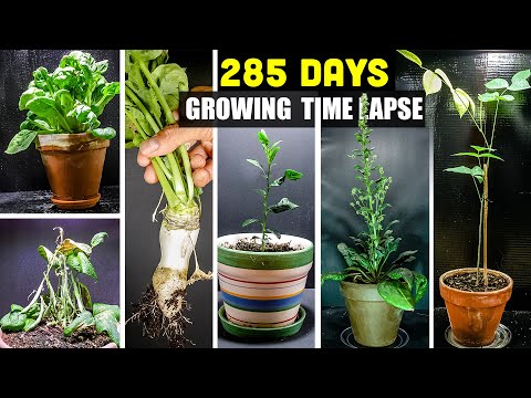 Growing Plants Time Lapse Compilation - 285 Days Growing in 8 Minutes