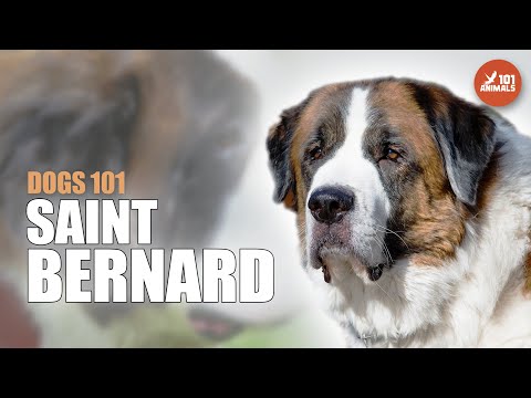 Discover the Majestic SAINT BERNARD Dogs 101 - A Guide to the Breed