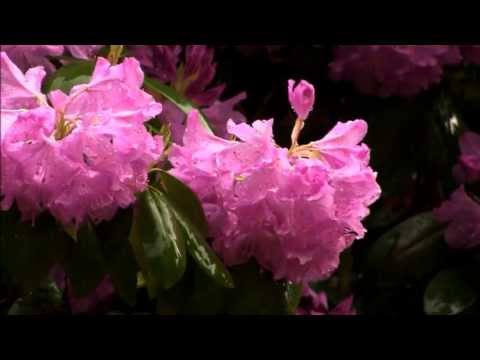 Crying in The Rain (Instrumental)