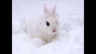 Egypt Central - White Rabbit