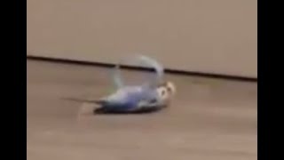 Jessie 'The Budgie' Rolling On Her Back When She Thinks Im Not Looking