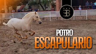 Chuy Lizárraga - El Vlog - Rancho El Aguacaliente -Potro El Escapulario