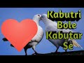 WhatsApp Love Status Video Kabutri Bole Kabutar Se Poddar Creation