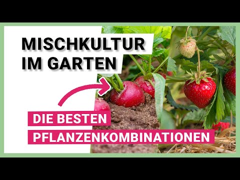 , title : 'Welche Pflanzen vertragen sich? – Mischkultur im Garten'