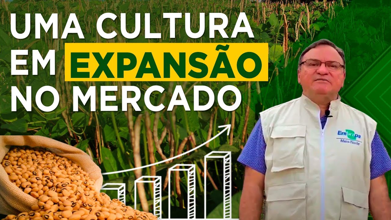 Época de plantio e cultivares de Feijão Caupi - com Dr Maurisrael Rocha - EMBRAPA