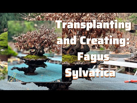 Transplanting and Creating: The Process of a Fagus Sylvatica Beech Bonsai