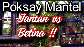 Download lagu Poksay Mantel Jantan vs Betina mp3 Download lagu Poksay Mantel Jantan vs Betina mp3