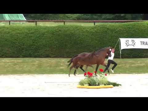 Königsfriede von Freiherr von Stein   www.elmarshausen.de