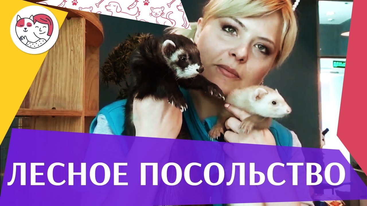 Контактный зоопарк "Лесное посольство" на ilikepet