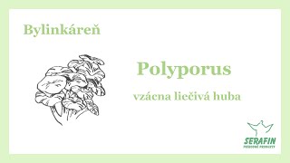 Polyporus - prírodné kapsuly, 90 ks, Serafin