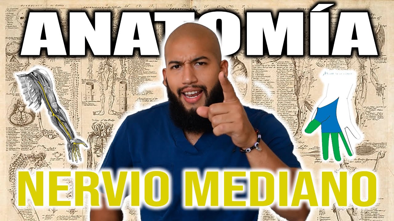ANATOMÍA - NERVIO MEDIANO (Origen, Trayecto, Ramos, Relaciones y Comunicaciones)