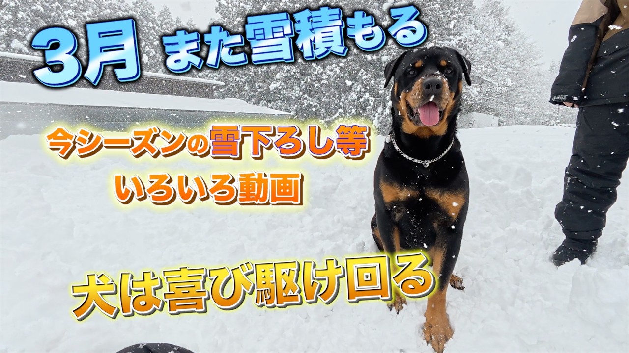 犬と散歩しながら「雪下ろし」や「冬景色」をどうぞ！