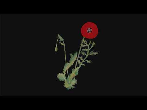 Alexandra Savior - Belladonna of Sadness (Full Album)