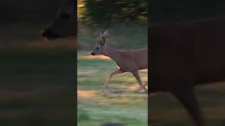 Jahresrückblick - Ein Team  @jagdkrone  Film