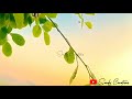 Tera Pind Wallon Song Status Video Nature