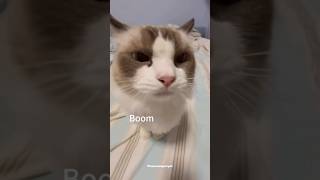 Download lagu When your cat suddenly goes BOOM! 😹 Funniest cat reaction caught on camera! #CatShorts #FunnyCats mp3