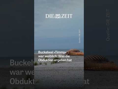 Video Thumbnail: Buckelwal Timmy war weiblich: Was die Obduktion ergeben hat