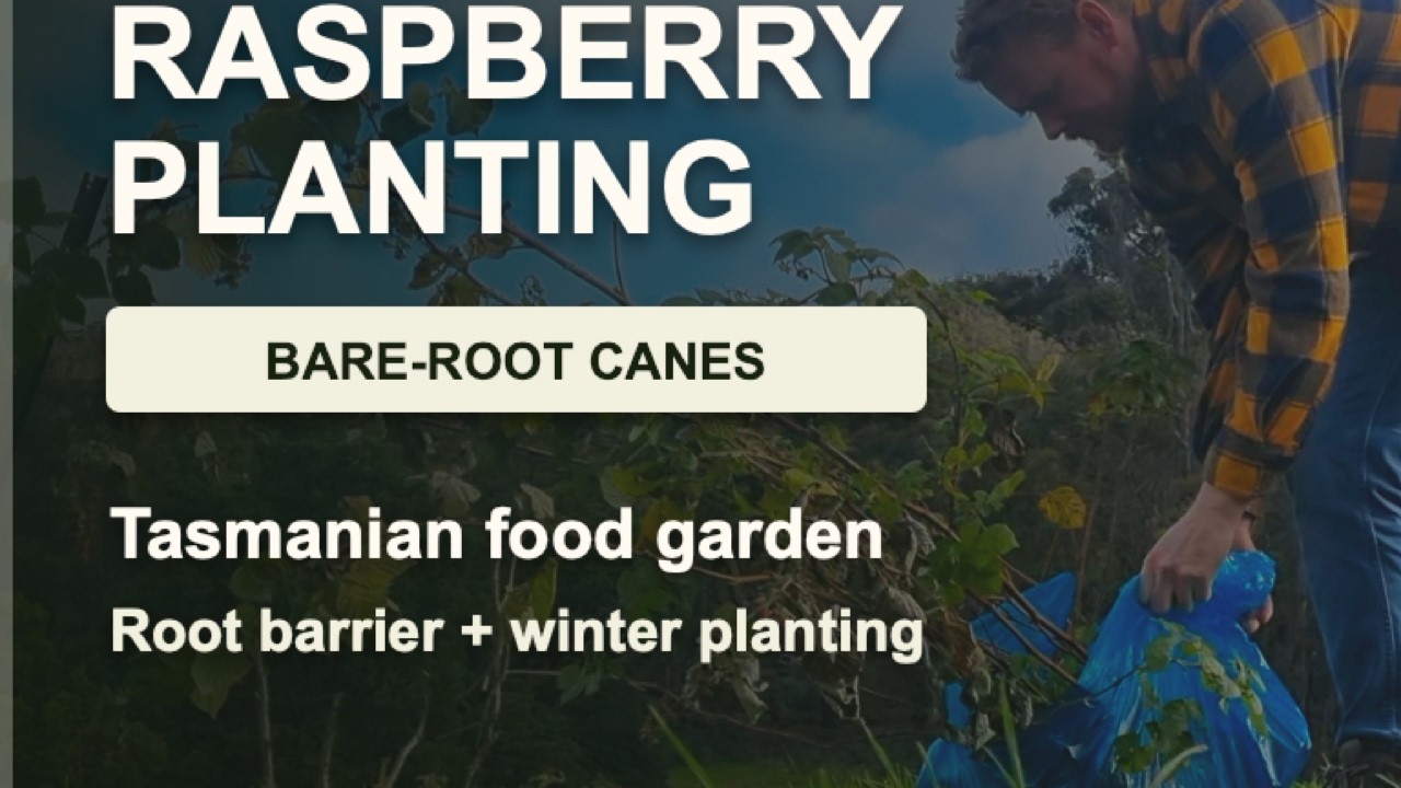 Still from Growing Our Way video 17, planting bare-root raspberry canes in the Tasmanian food garden