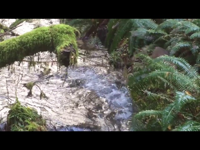 Bobcat Fishing for Salmon