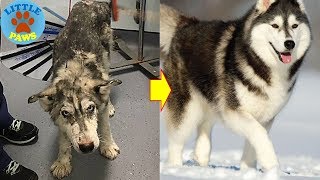 Rescue Severly Abused  Dog From The Highway And Made A Spectacular Recovery