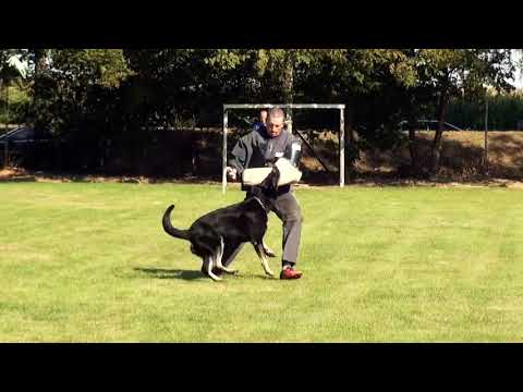 Edgar Wallace von der Eifgenburg   SV LGA LG05 2019   IGP 3   C