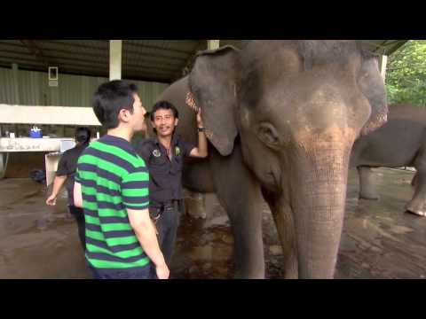 Mammuts - Die Wiedergeburt - Teil 3