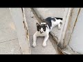 Tuxedo Cat Is Not An Innocent Boy He Was Aggressive Attacking And Hitting Street Cats