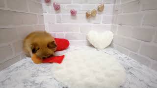 ハーフ犬の動画02