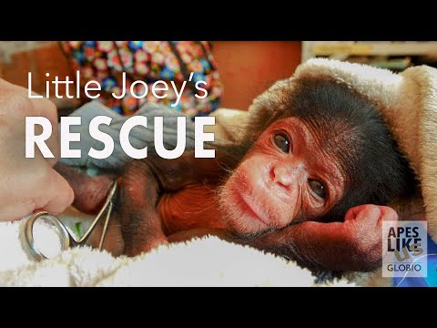 Chimp Little Joey's RESCUE