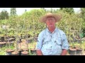 How To Grow Pecan Trees