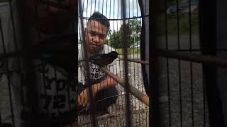 Download lagu Konin rasa Lovebird mp3