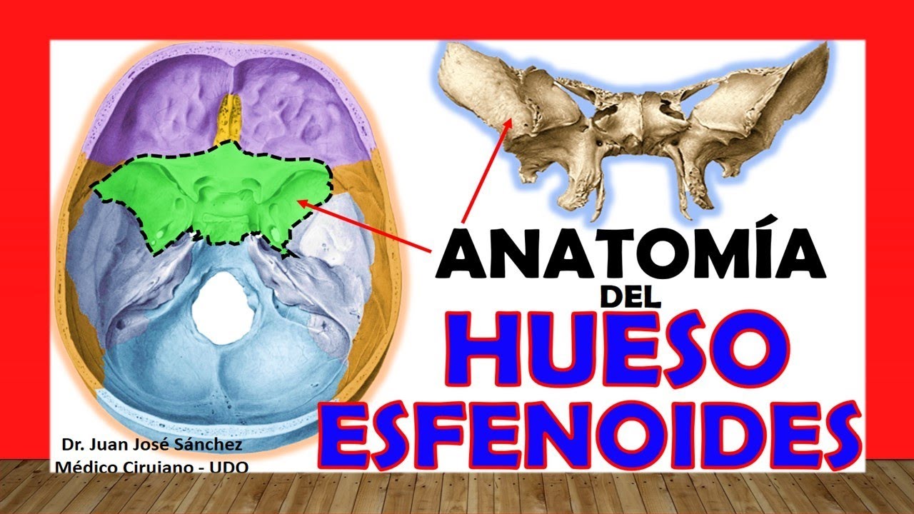 🥇 SPHENOID BONE, Anatomy. Easy, Fast and Simple