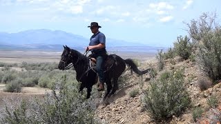 He'za Bad Cat - AMAZING Stallion! - Smooth at 30 mph! - Single-footer / Speed Racking