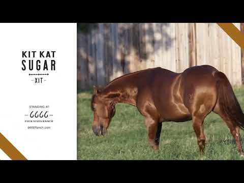 Xit Ranch Kit Kat Sugar Breeding