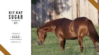 XIT Ranch - Kit Kat Sugar Breeding