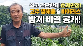 쉽고 간단하지만 효과 좋은 고추 바이러스 방제 & 해충 방제법! 이 영상 하나로 끝내세요