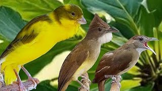 Download lagu SUARA KOMBINASI KAPAS TEMBAK GACOR|KENARI|CUCAK JENGGOT  mp3