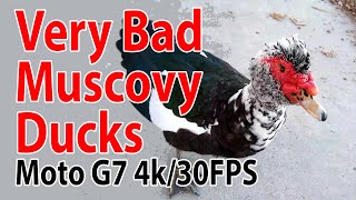 Bad Muscovy Ducks - Moto G7 4k/30FPS - UHD