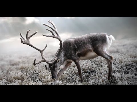 Piosenka Biegnie Renifer