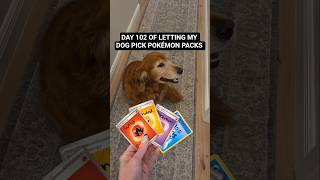 Day 102 Opening Chaos Rising until we pull the Greninja! #pokemon #pokemonchannel #pokemoncards #dog