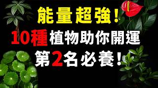 能量超強！10種植物助你開運，第2名必養！