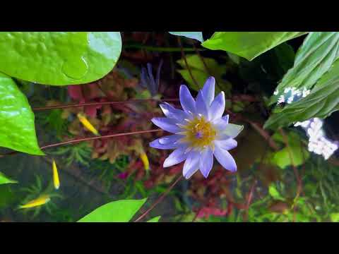 “Blooming Nymphaea Lotus on Aquarium”