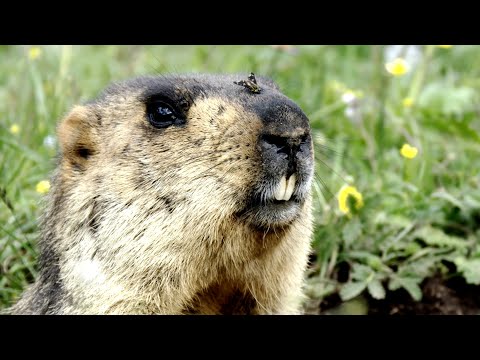 Chaqingsongduo Series | Episode 8: A marmot's life