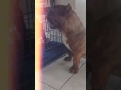 my paws... missed them