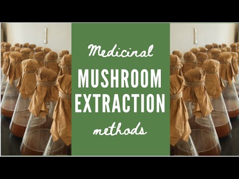 Mushroom Extraction - The Methods & Processes